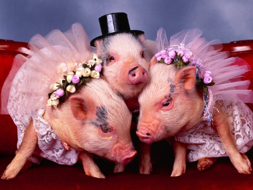 Wedding Pigs Funnypica