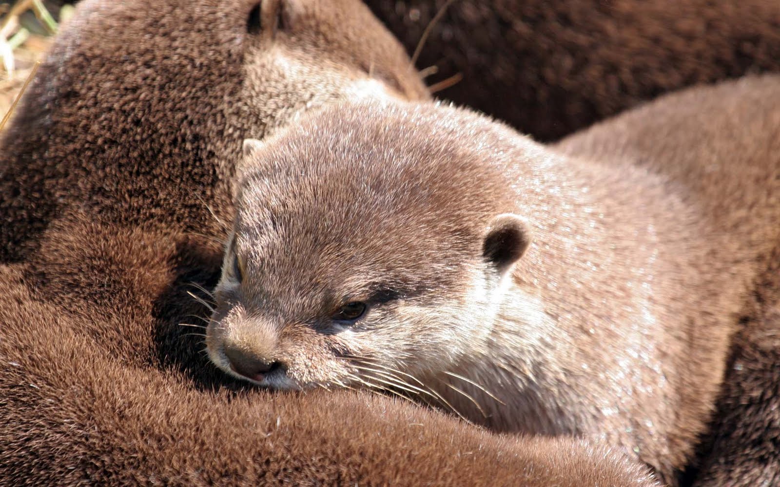 Very Sweet And Cute Animals Funny Otter Wallpaper