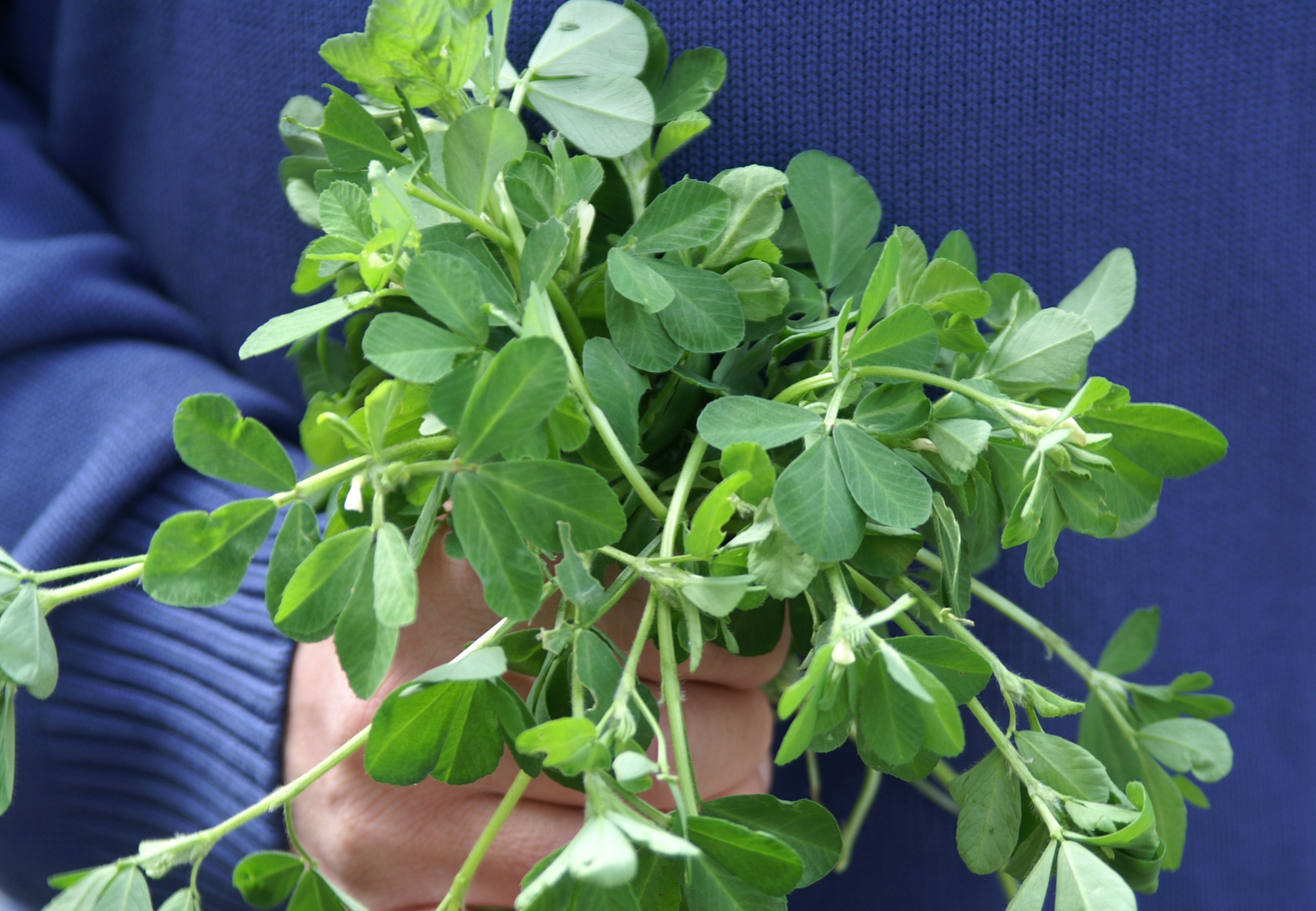 Health Benefits Of Fenugreek Wallpaper