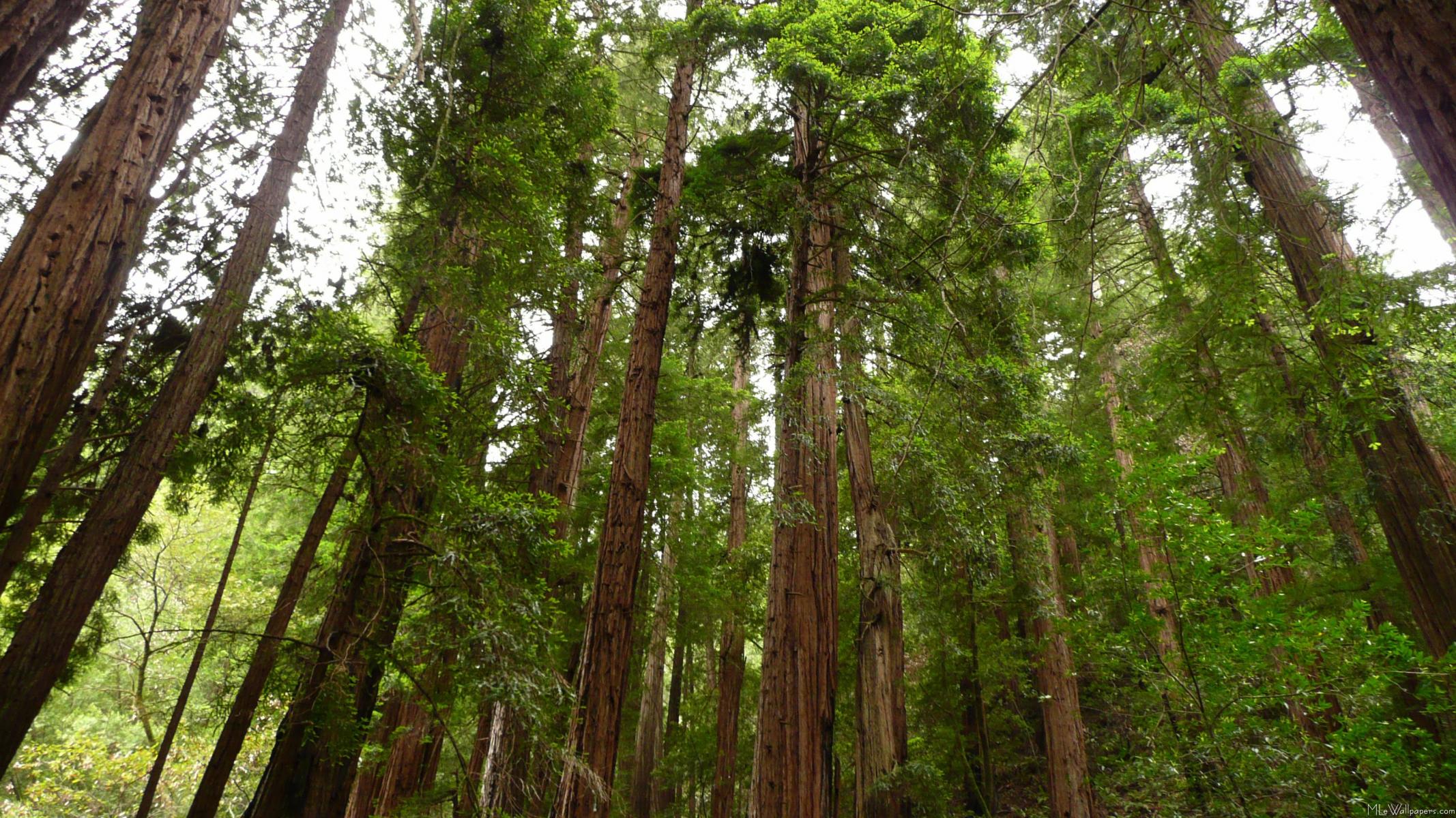 Mlewallpaper Up To Redwoods
