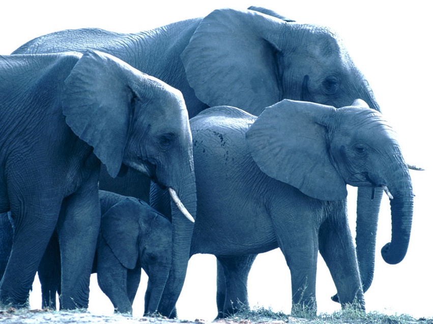 Elephant Wallpaper For Desktop Animals