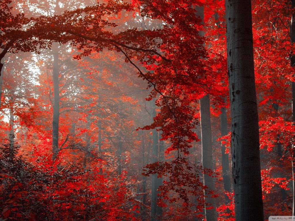 Wallpaper Red Forest Nature Picsfab Desktop