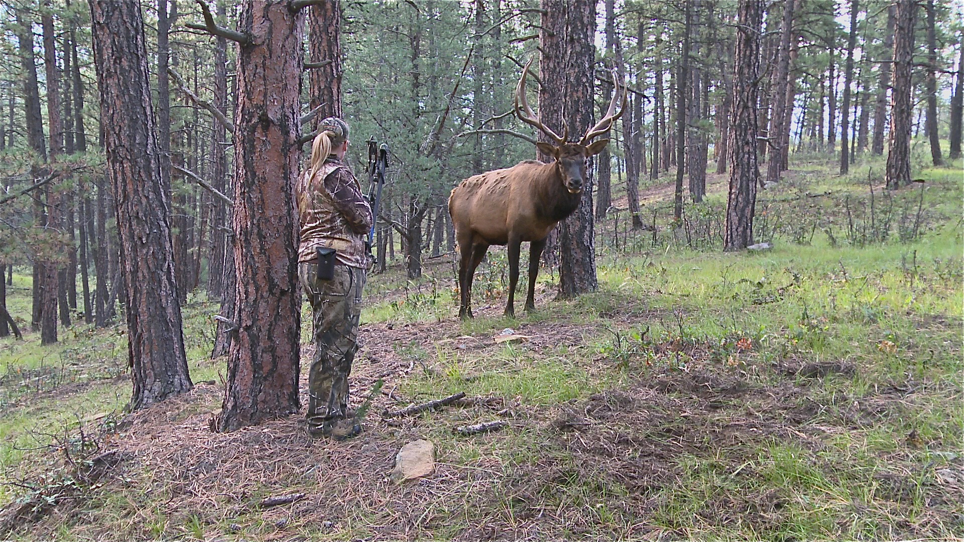 Giant Bull Elk At Steps Griffin S Guide To Hunting And Fishing