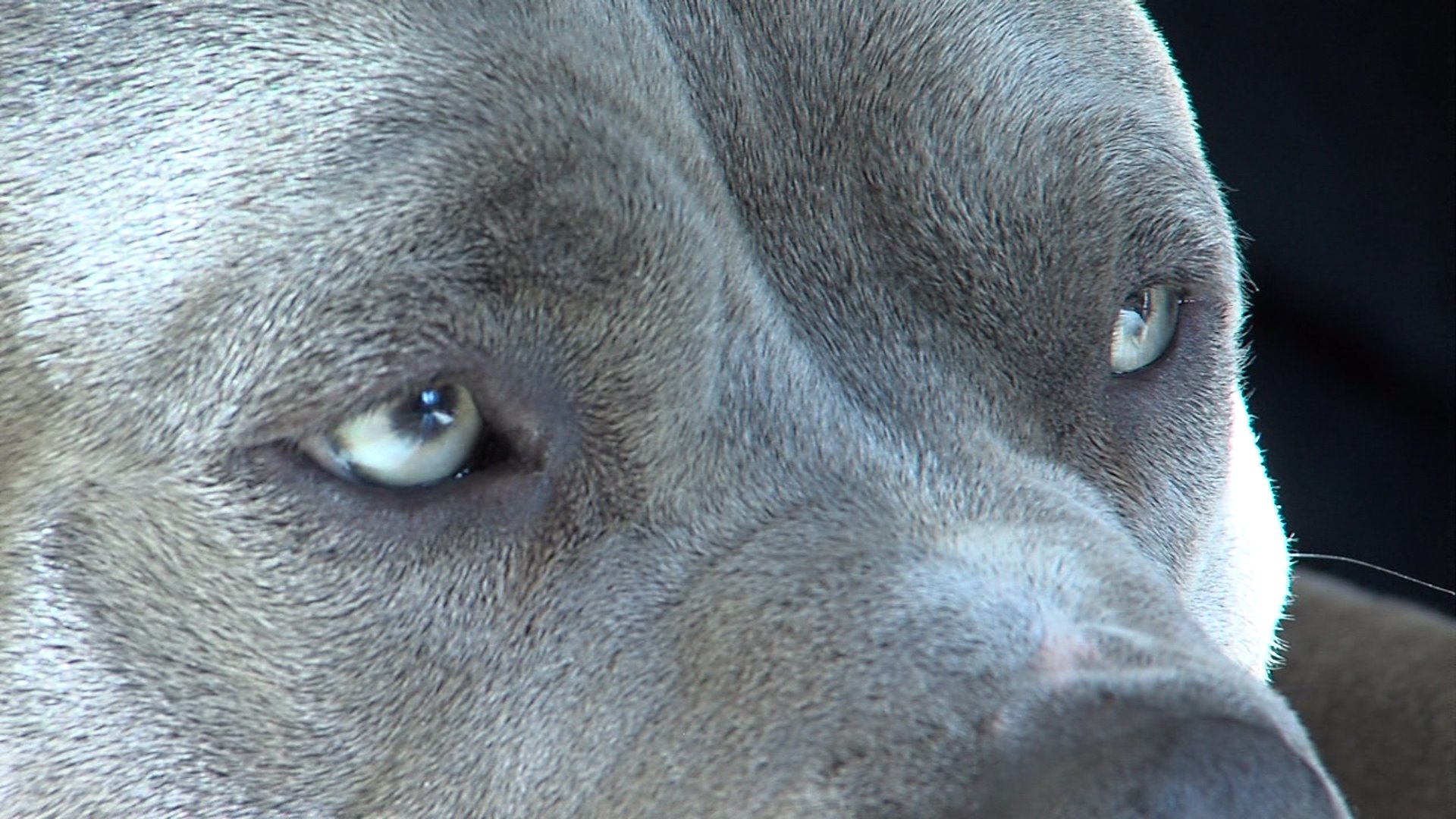 Pit Bull Desktop Background