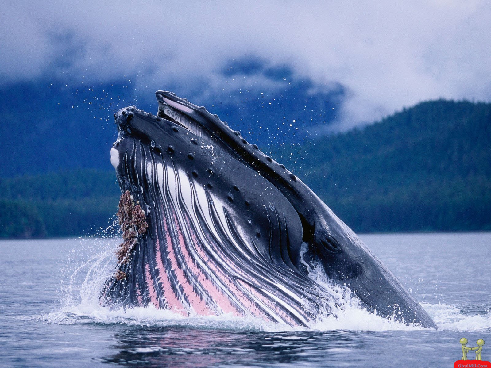 Biggest Whale In The World HD Wallpaper E Entertainment