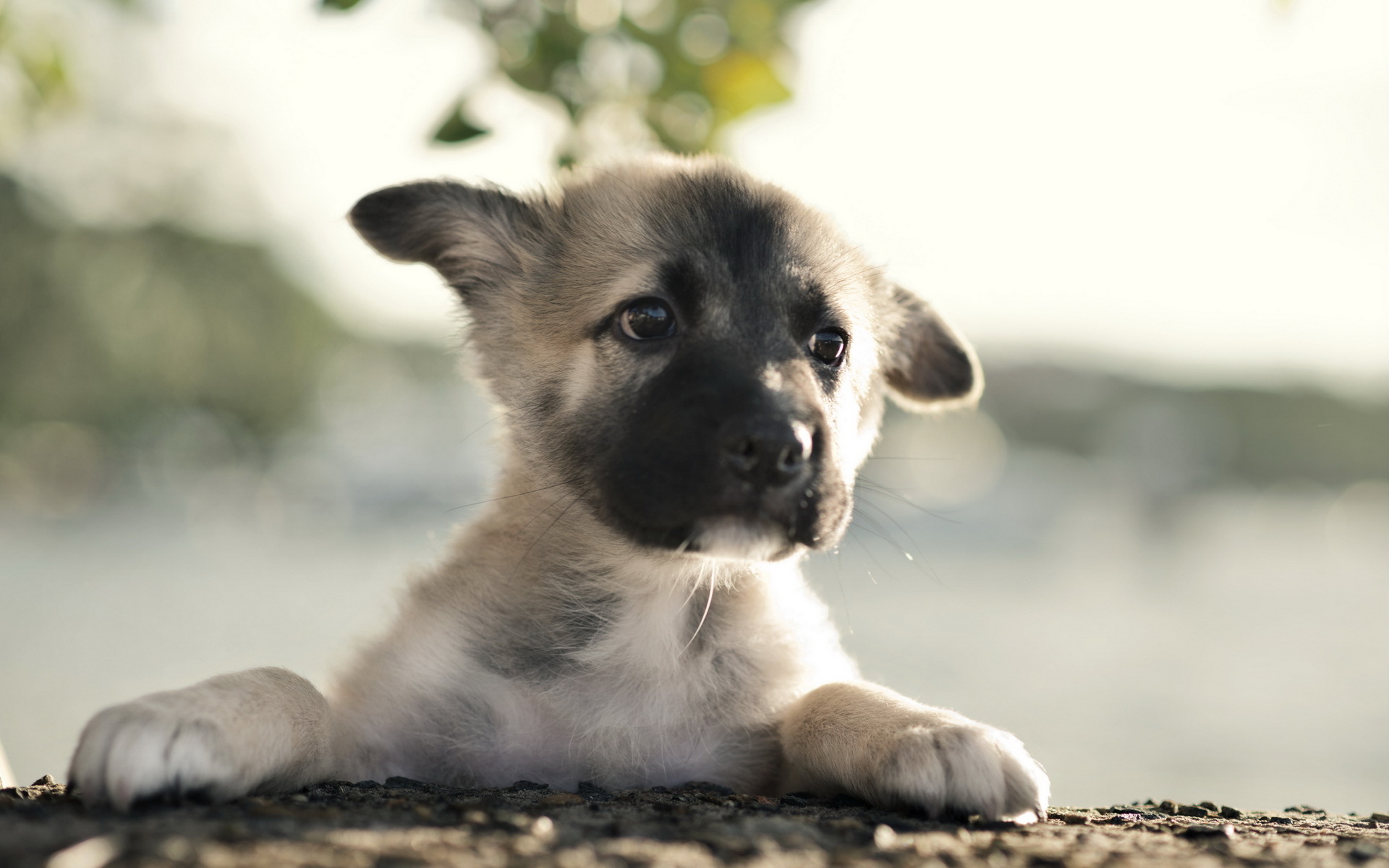 German Shepherd Dog Puppy Babies Faces Eyes Wallpaper