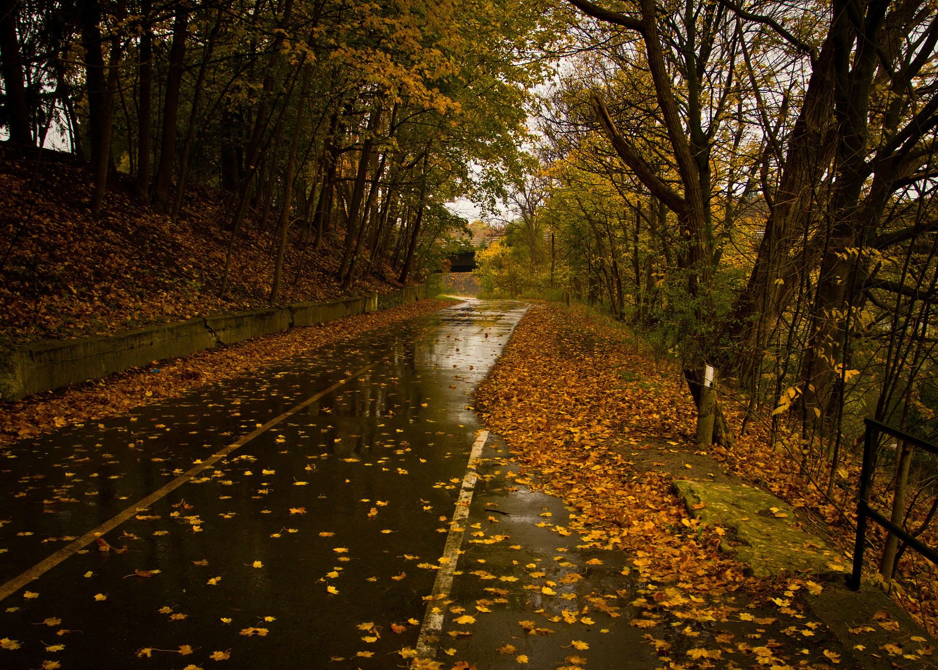 Wet Road Rainy Day Leaves Fall Autumn I