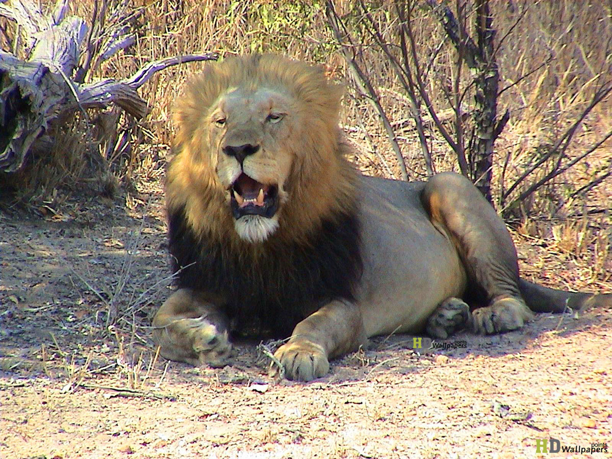 Lion Wild Animal HD Wallpaper Animals