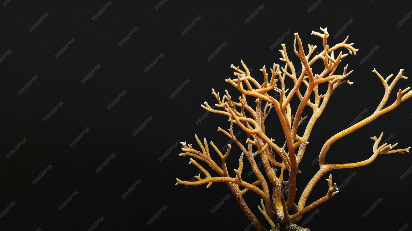 Premium Photo Wallpaper