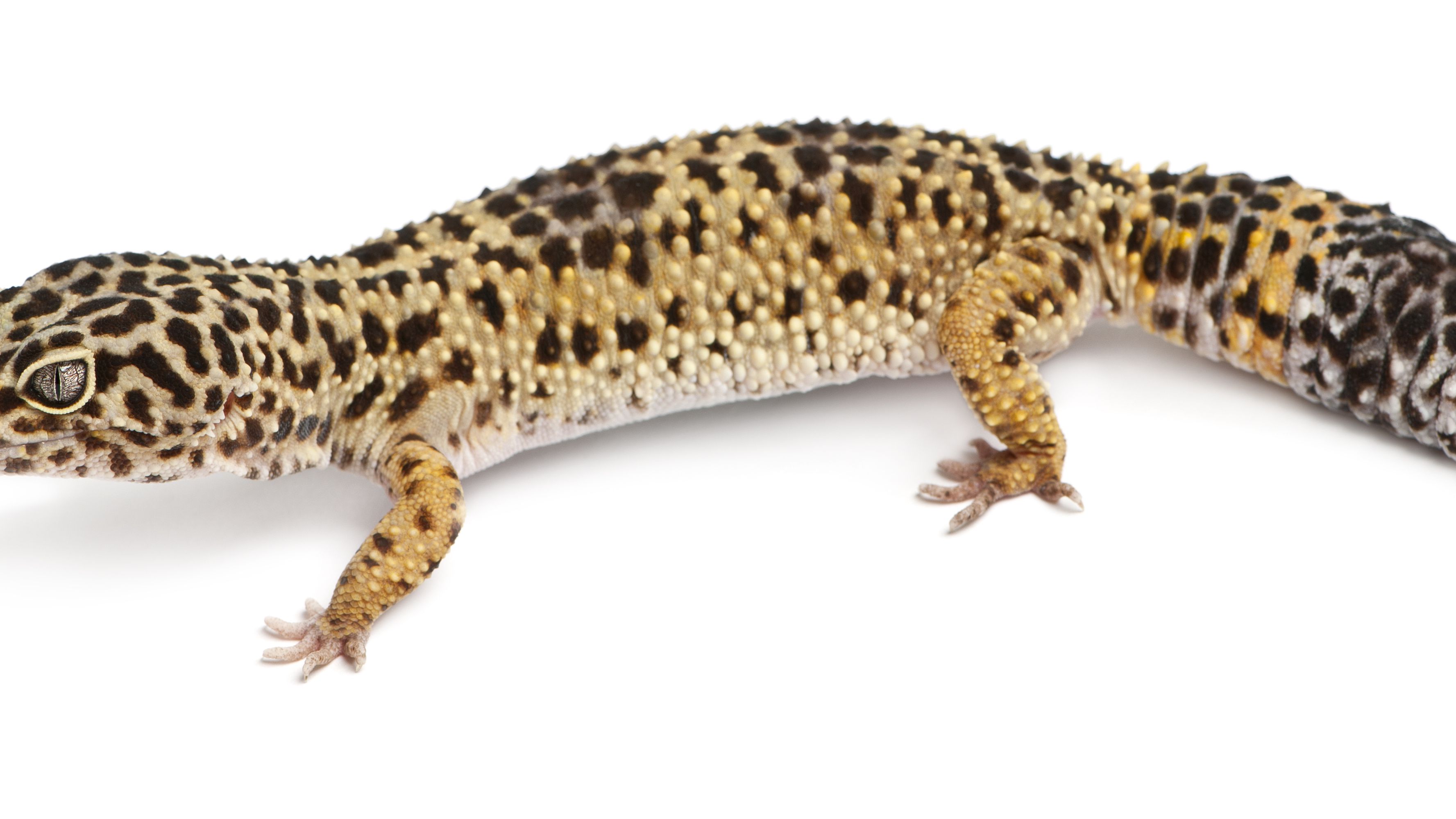 What To Do If Your Leopard Gecko Has Armpit Bubbles