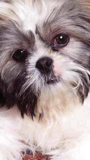 Shih Tzu Live Wallpaper Is Finally Here And You Can It For