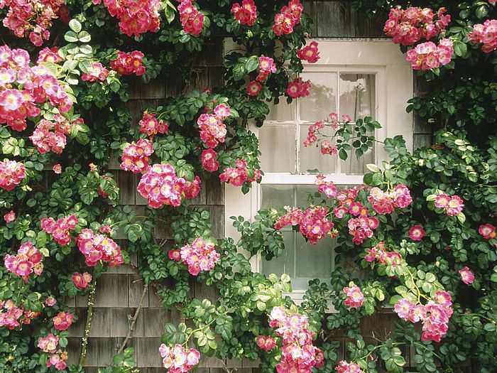 🔥 38 Cottage Floral Wallpaper Wallpapersafari