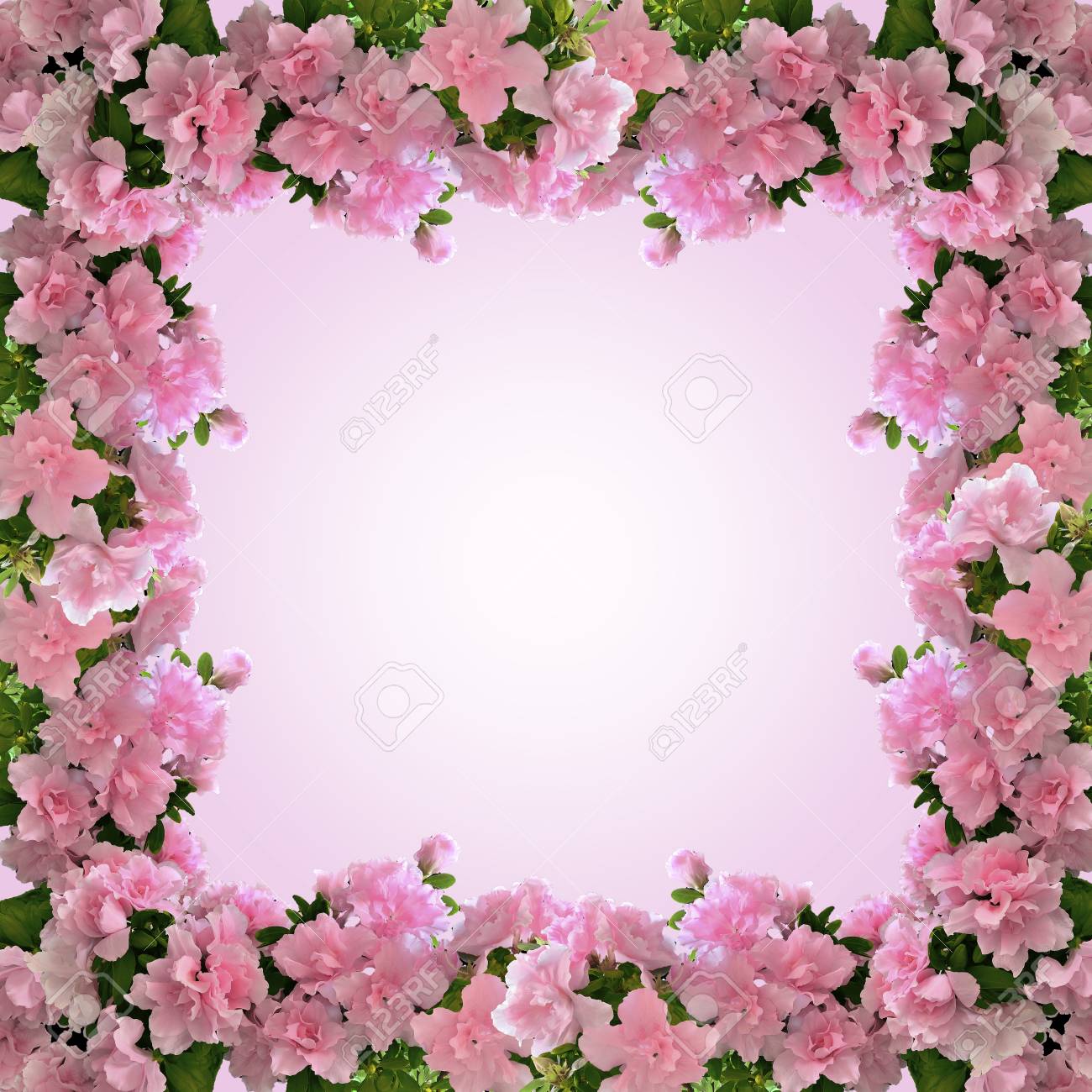 Pink Azalea Flowers Frame On A Gradient Background Delicate