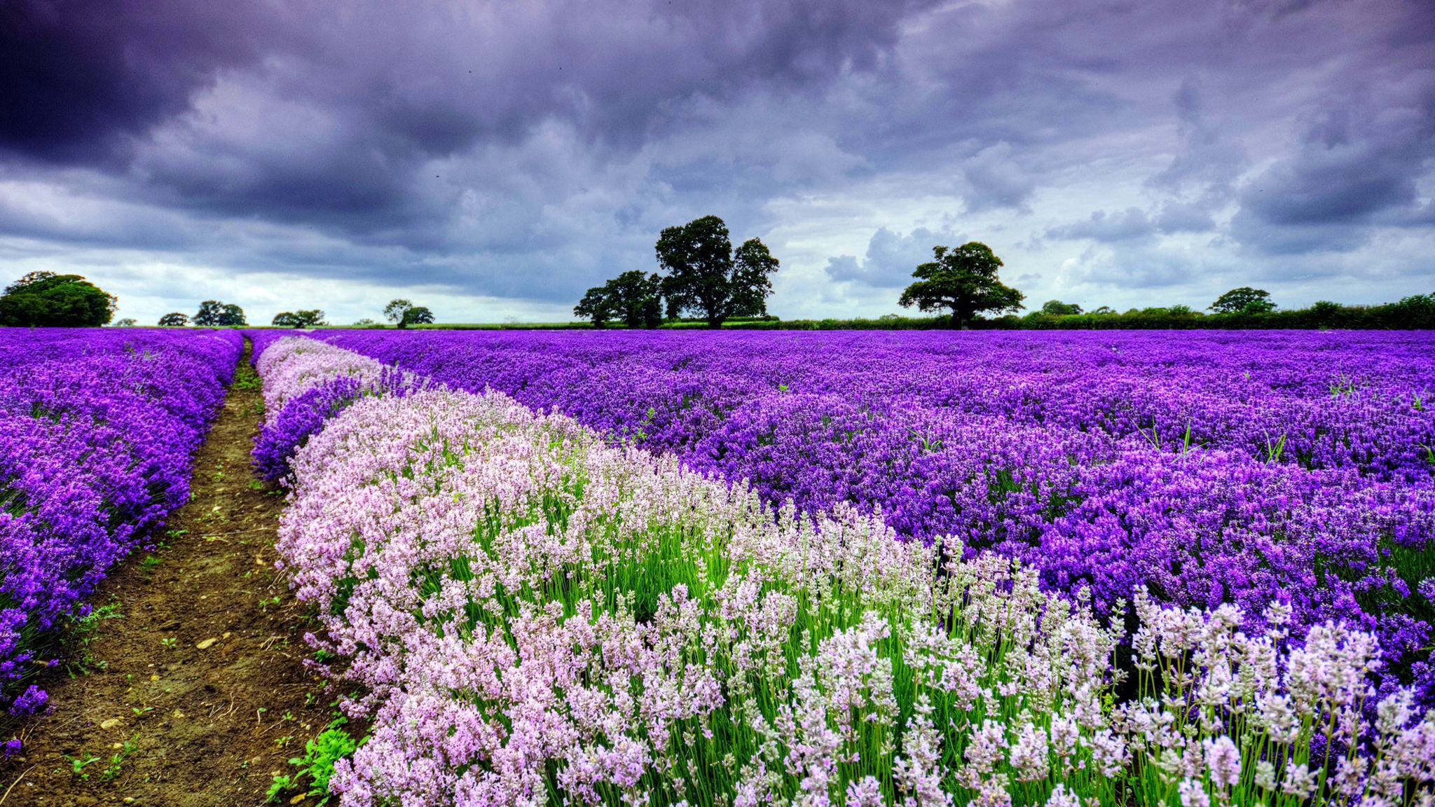 Field Flowers Wallpaper Resolution HD 4k Image
