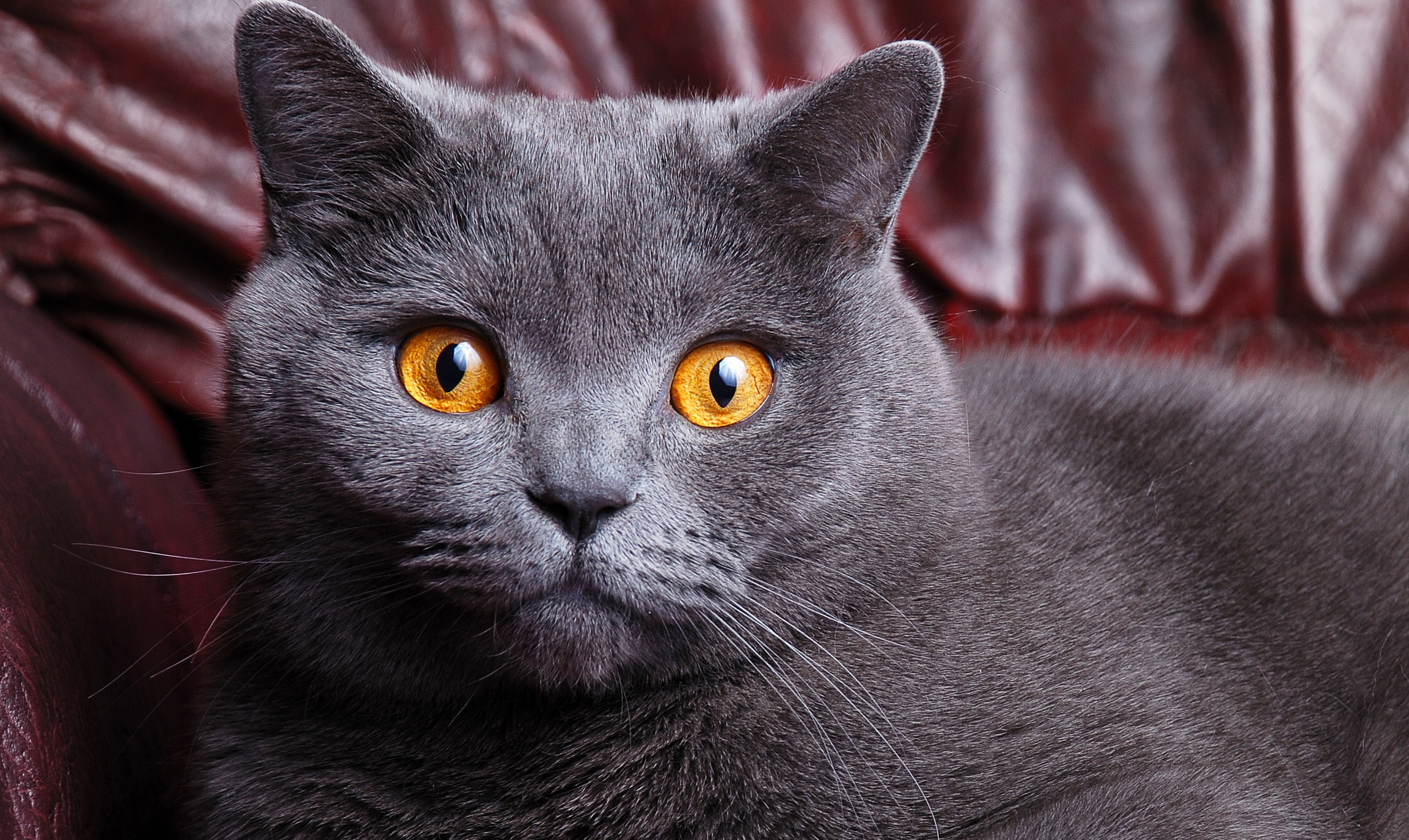 British Shorthair Cat Wallpaper And Image Pictures