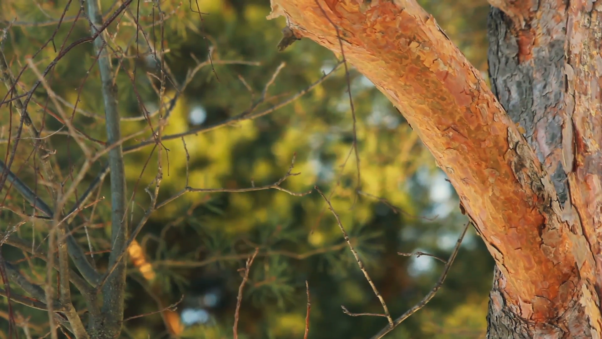 Green Forest Background Pine Tree