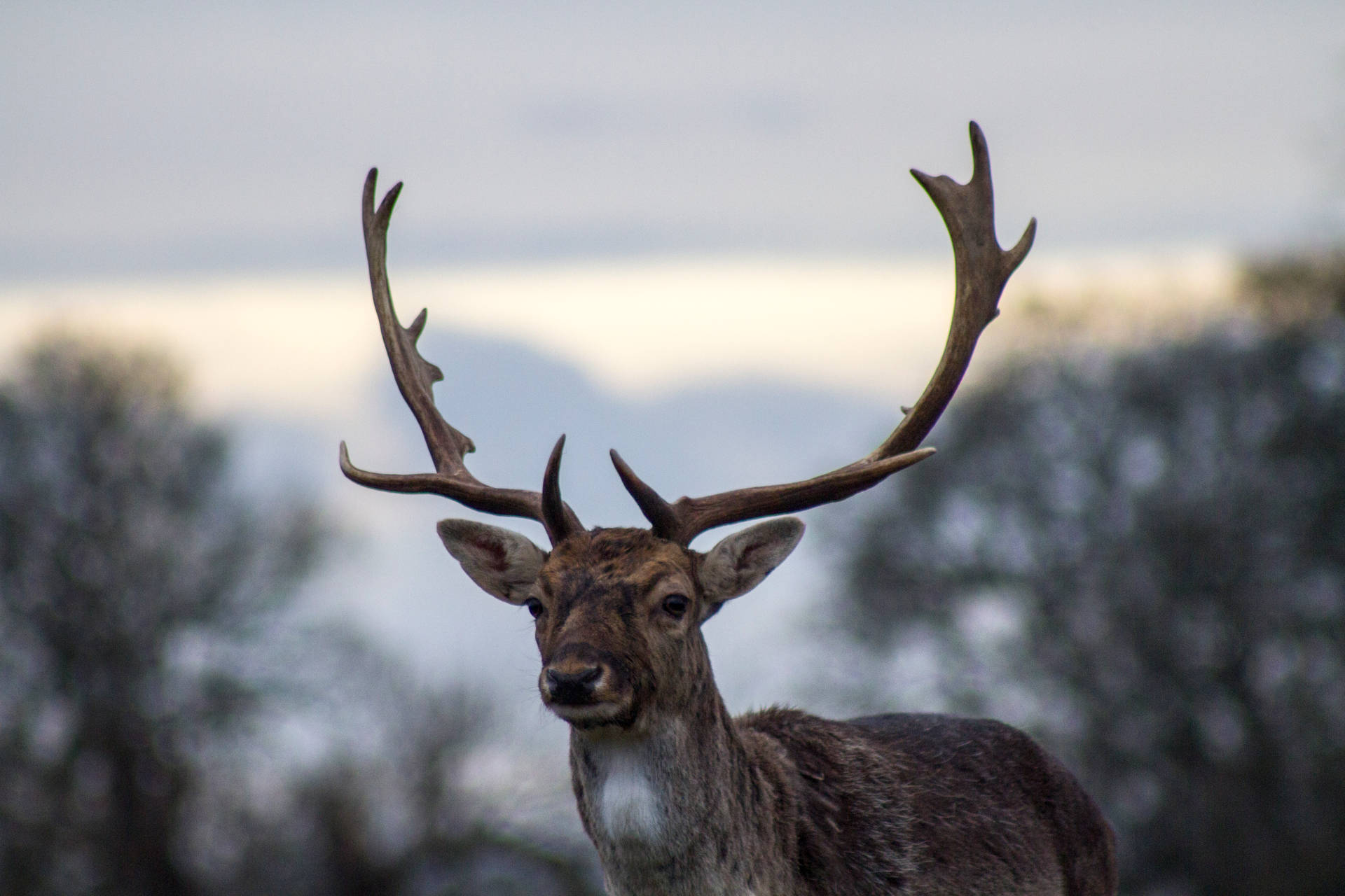 HD Desktop Deer Photography Wallpaper
