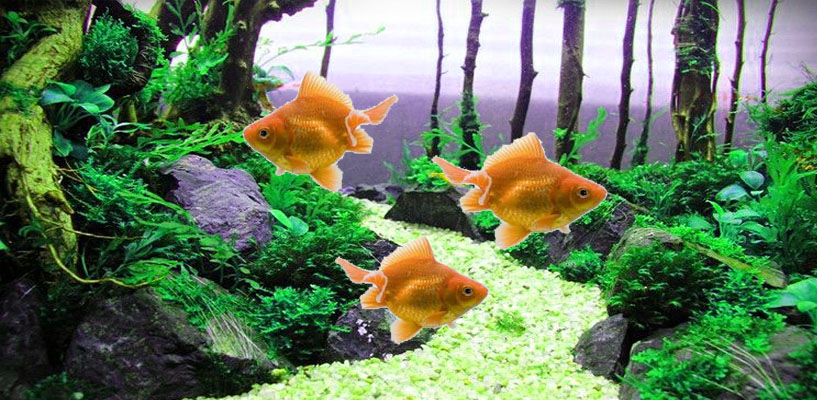 goldfish aquarium wallpaper