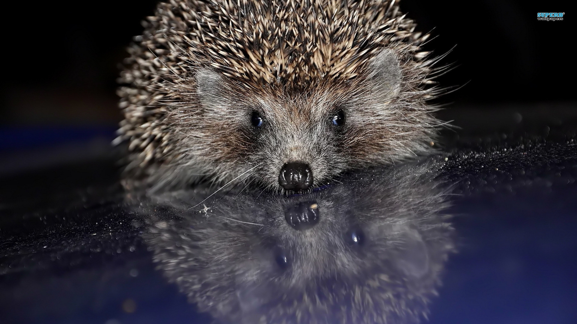 Hedgehog HD Desktop Wallpaper