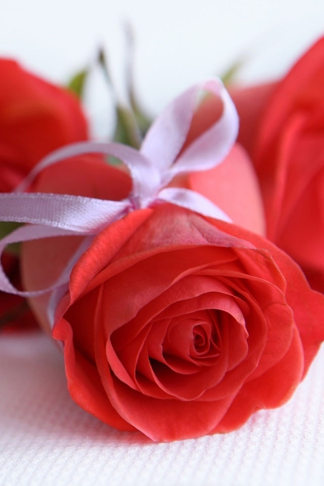 HD Cute Red Rose 3g iPhone Wallpaper Background