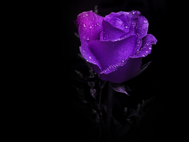 Black Rose I Love My Purple