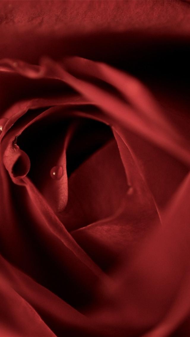Red Rose Petals iPhone Wallpaper HD Background