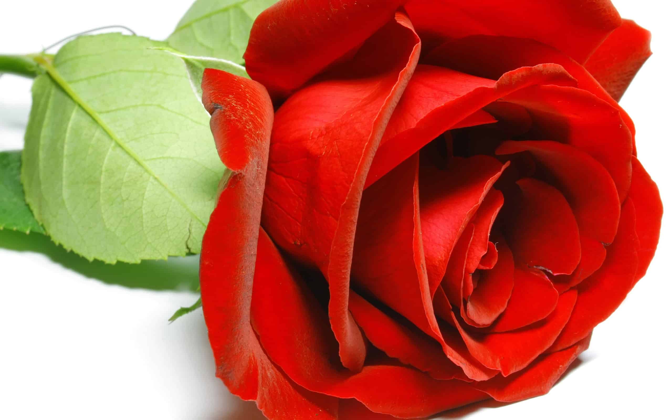 Rose Flower Wallpaper HD