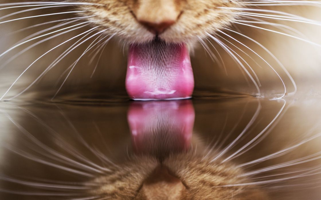 Cat Tongue Red Reflection Water Wallpaper