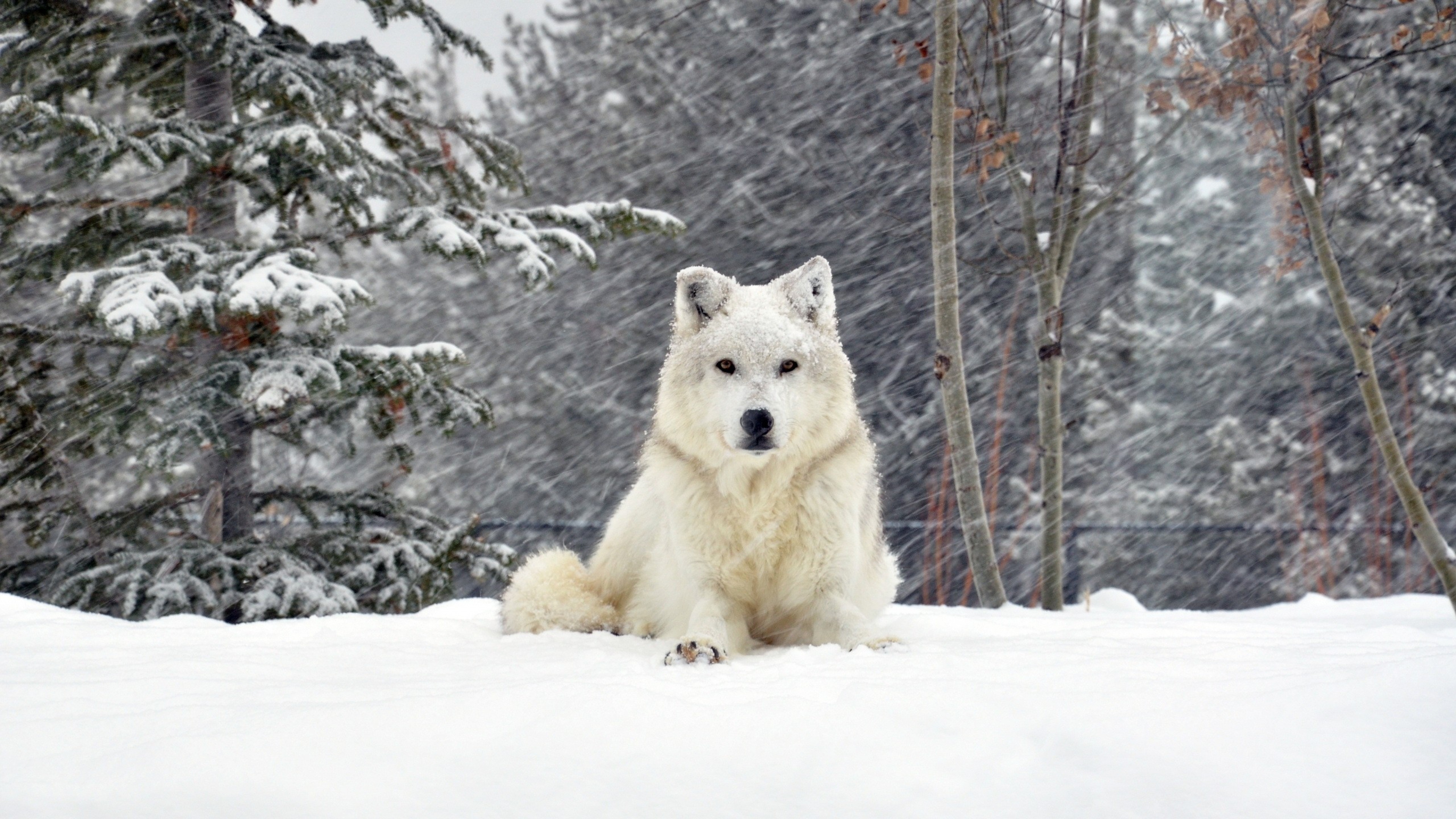 Download Wallpaper 3840x2160 dog wolf forest snow lying 4K Ultra 3840x2160