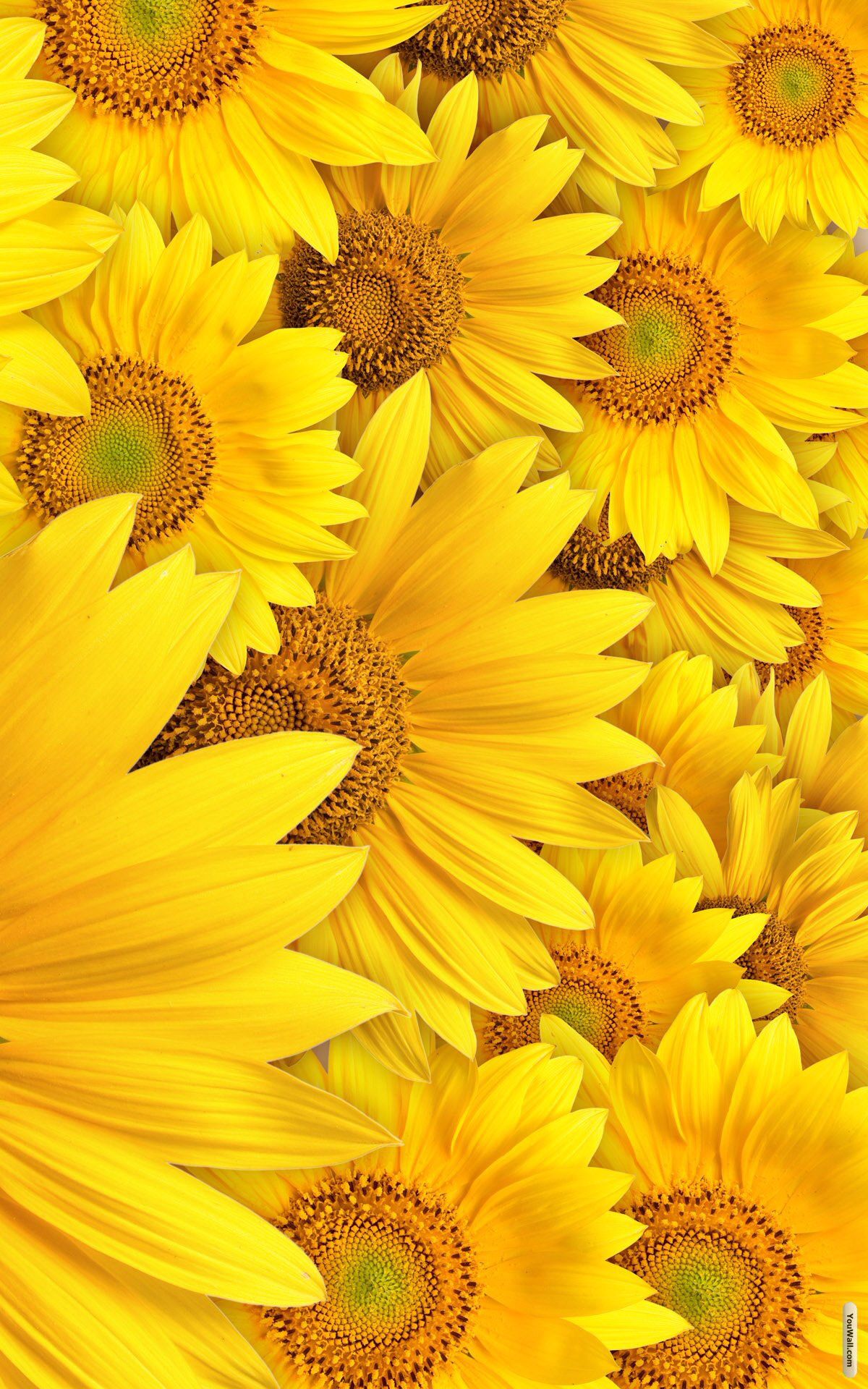 Yellow Sunflowera Wallpaper