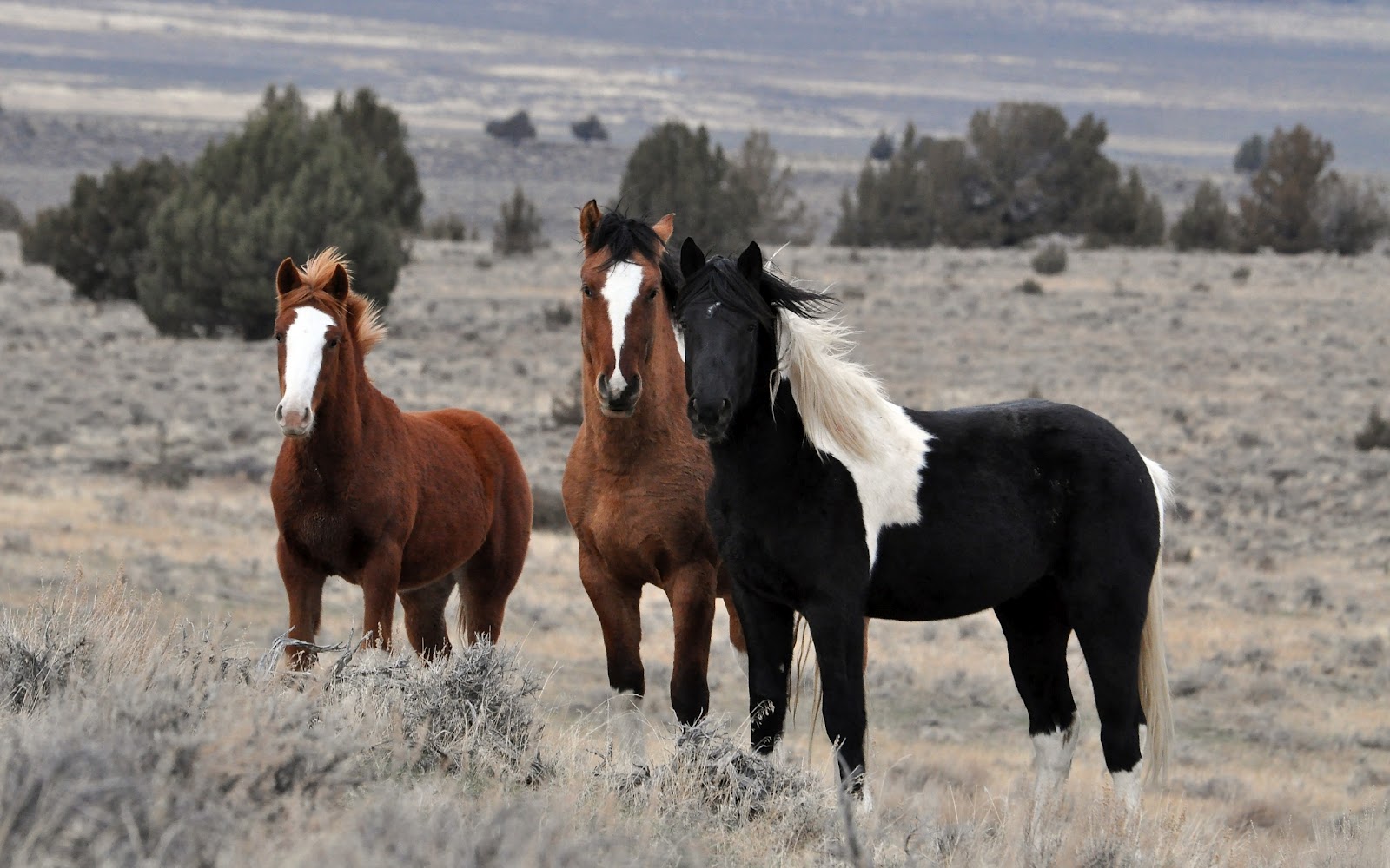 Animal Wallpaper Of Three Horses In The Meadow HD