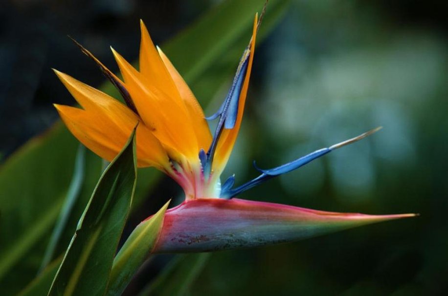 Bird Of Paradise Flower Wallpaper