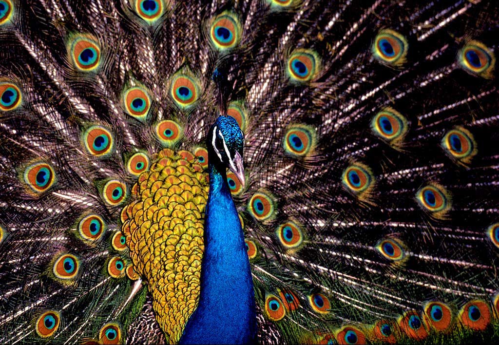 Wallpaper Indian Blue Peacock Desktop