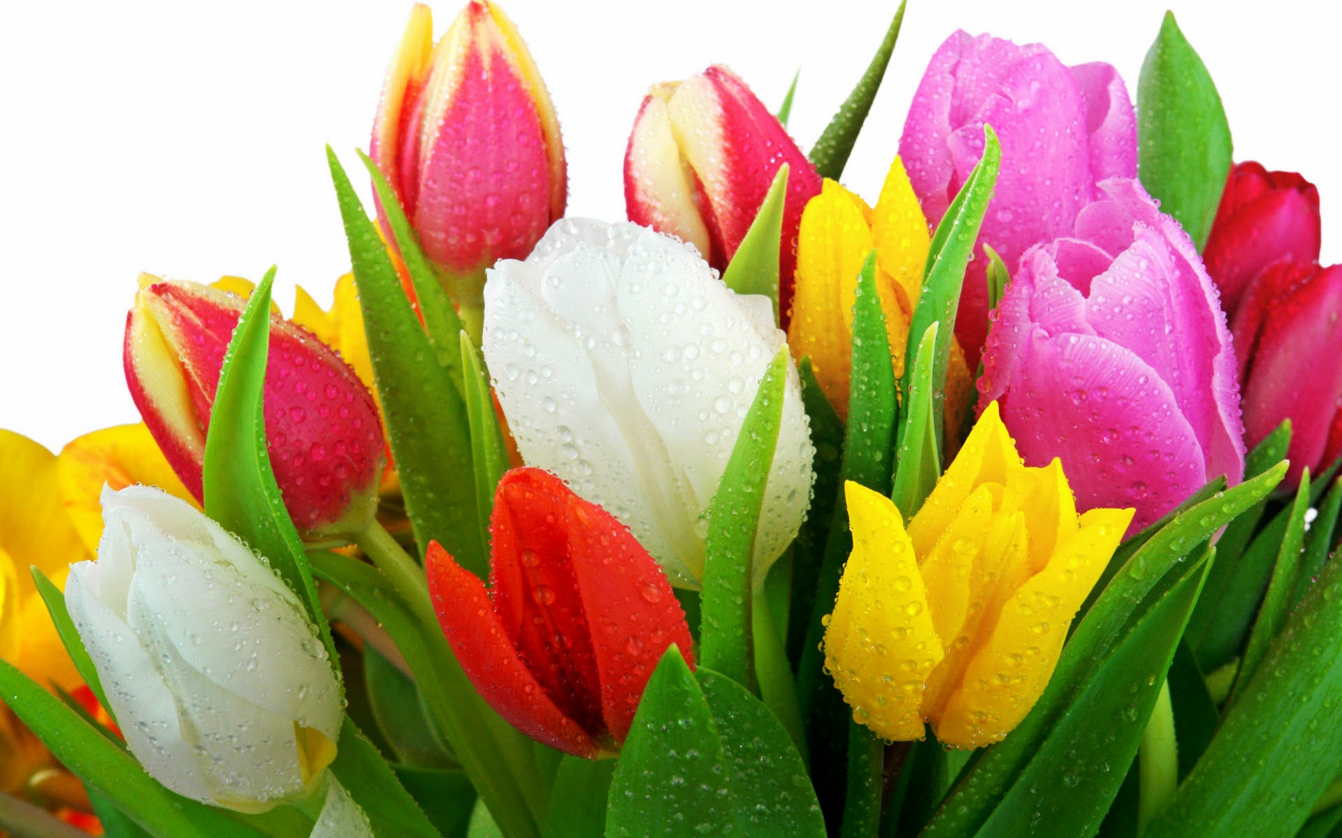 Image Of Tulips Vector