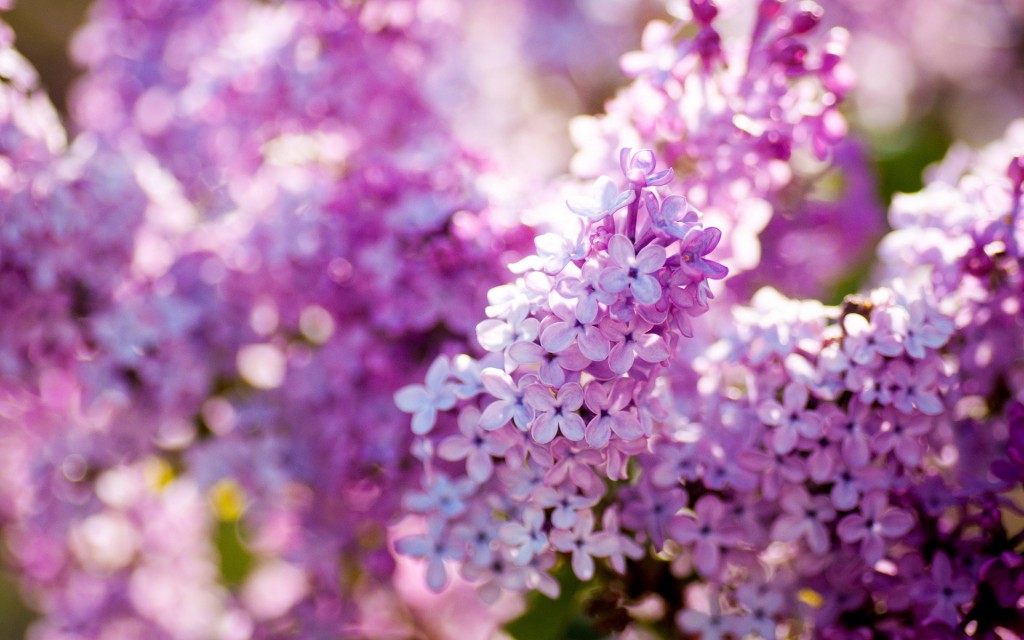 10 Beautiful HD Lilac Wallpapers   HDWallSourcecom 1024x640