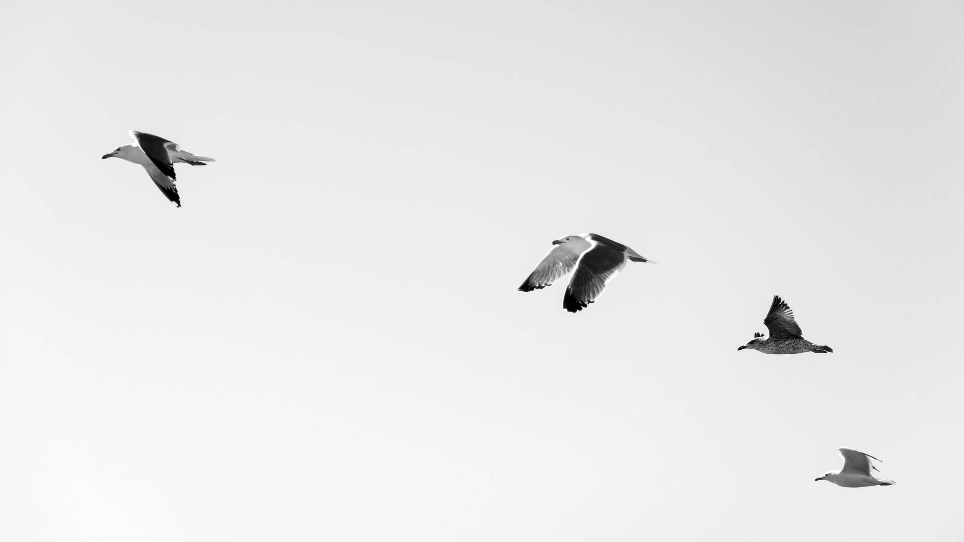 Birds Flying Wallpaper