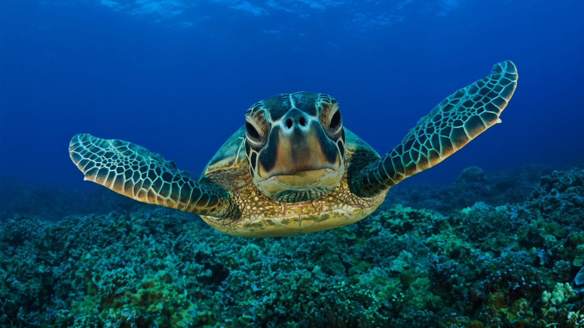 Turtle Swimming Desktop Wallpaper