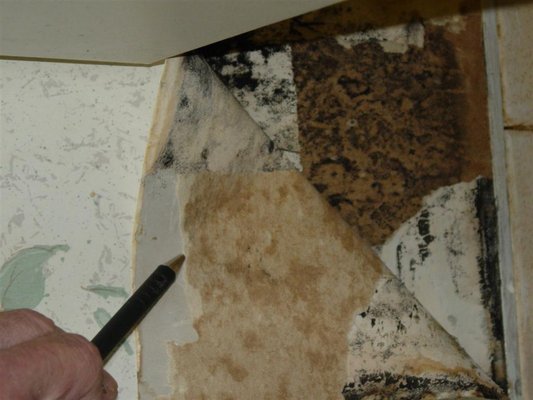 Black Mold Growing Behind Wallpaper At House Yelp