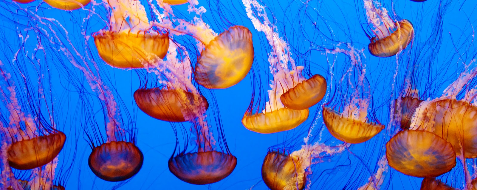 Giant Jellyfish Huge Image Gallery Jelly Fish Landscapes And
