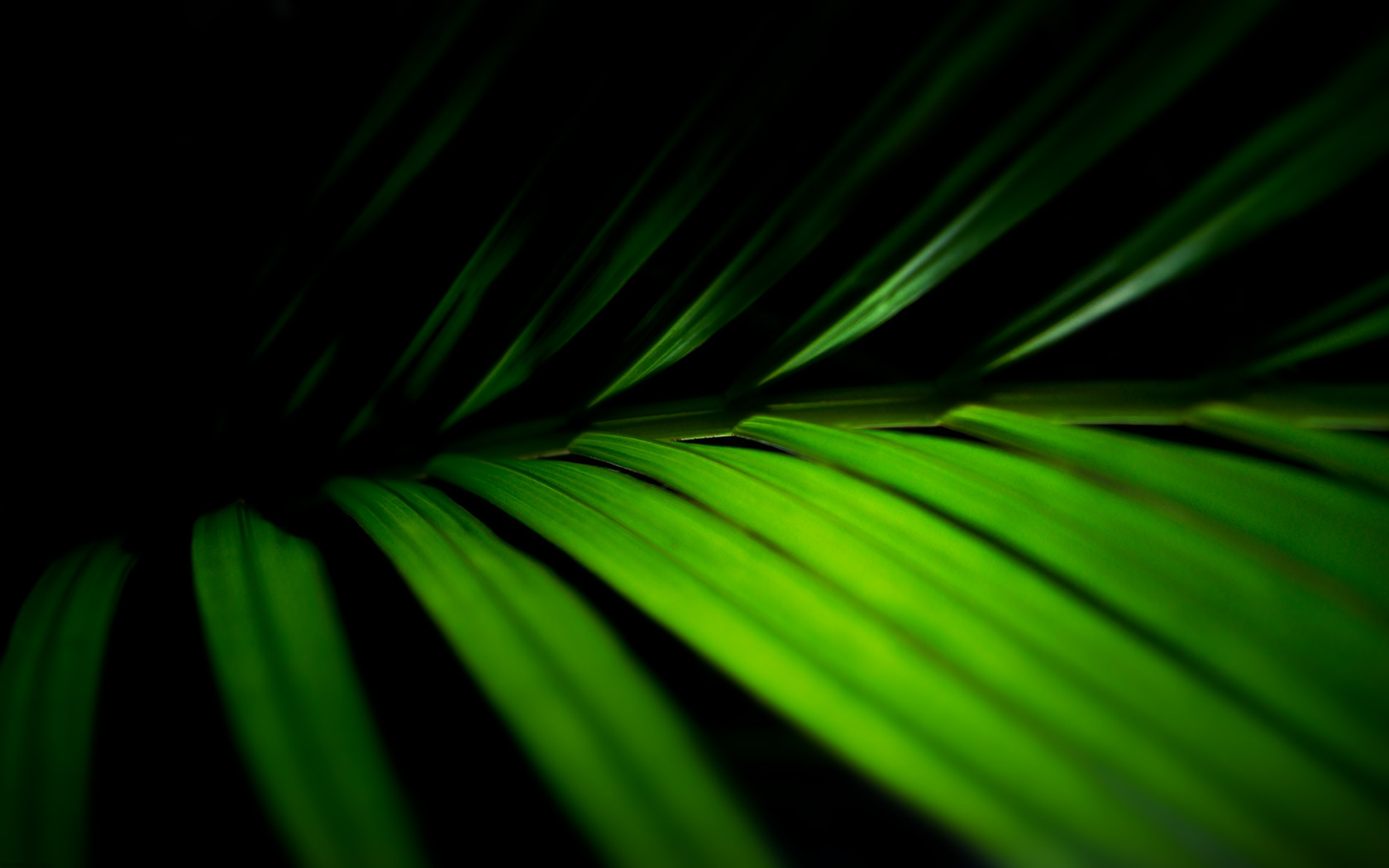 Palm Fronds Vista Desktop Background Pixel