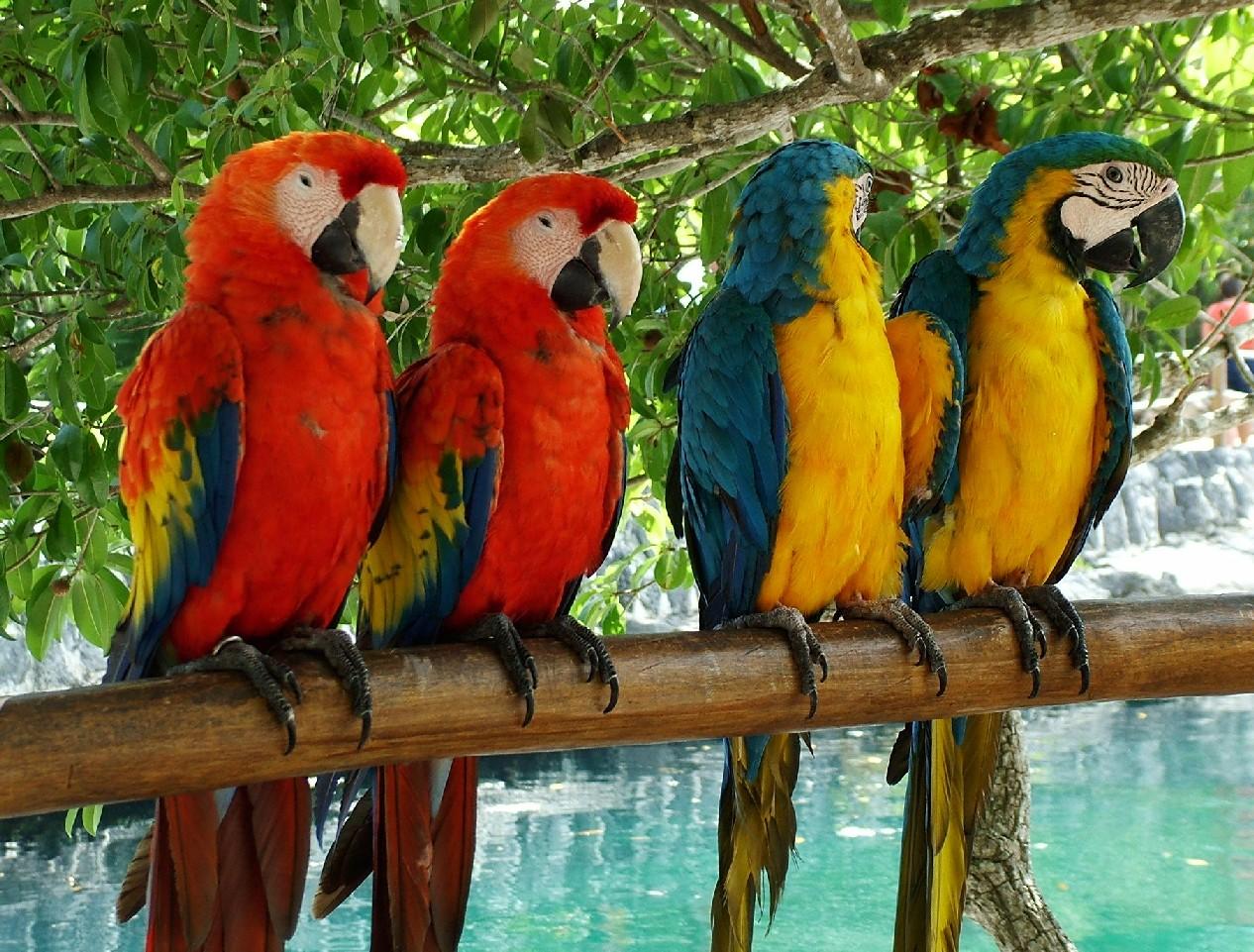 Tropical Leaves Exotic Bird Parrot Wallpaper Floral Red Blue Yellow Green  Jungle  DIY at BQ