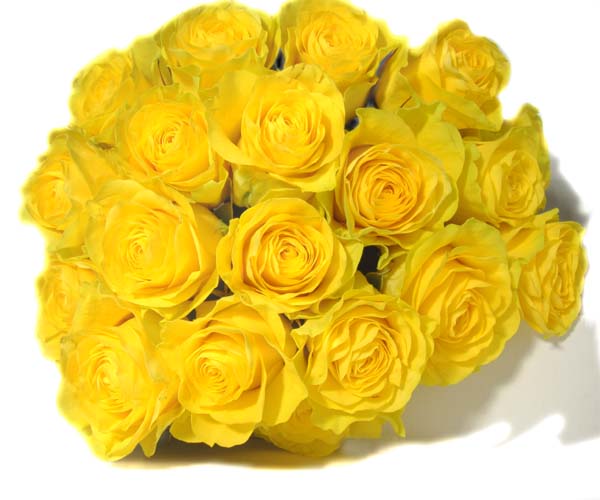 Flowers Wallpaper Yellow Roses Roses5 Rose
