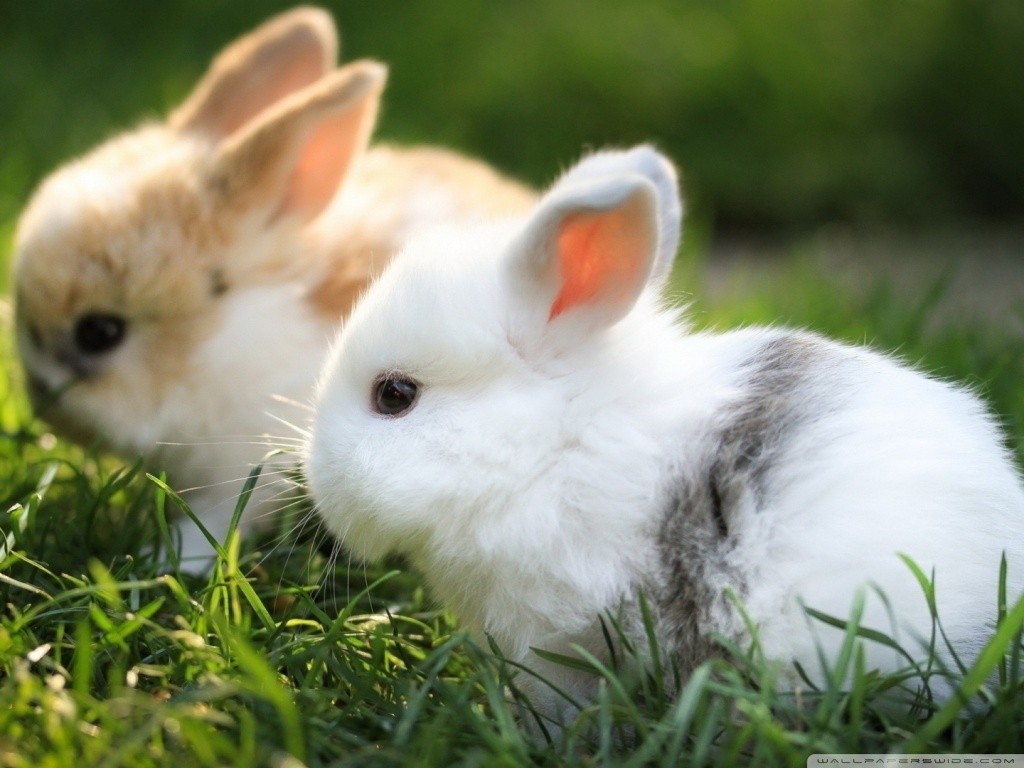 Nice Cute Bunnies Wallpaper HQ Backgrounds HD wallpapers Gallery