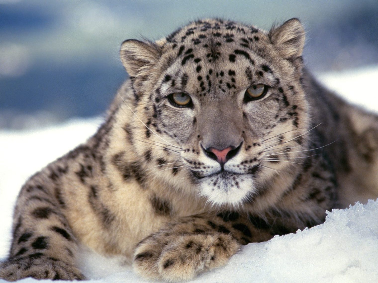 Majestic Snow Leopard in a Snowy Landscape