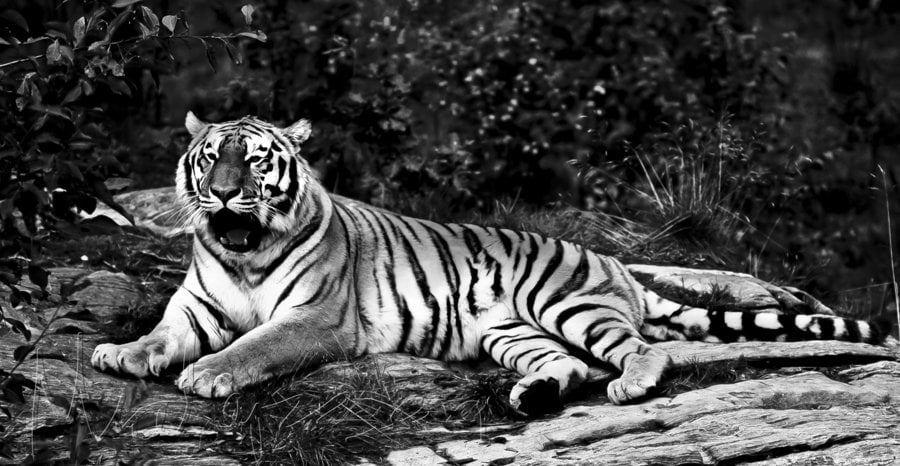 black and white tiger by mialepson