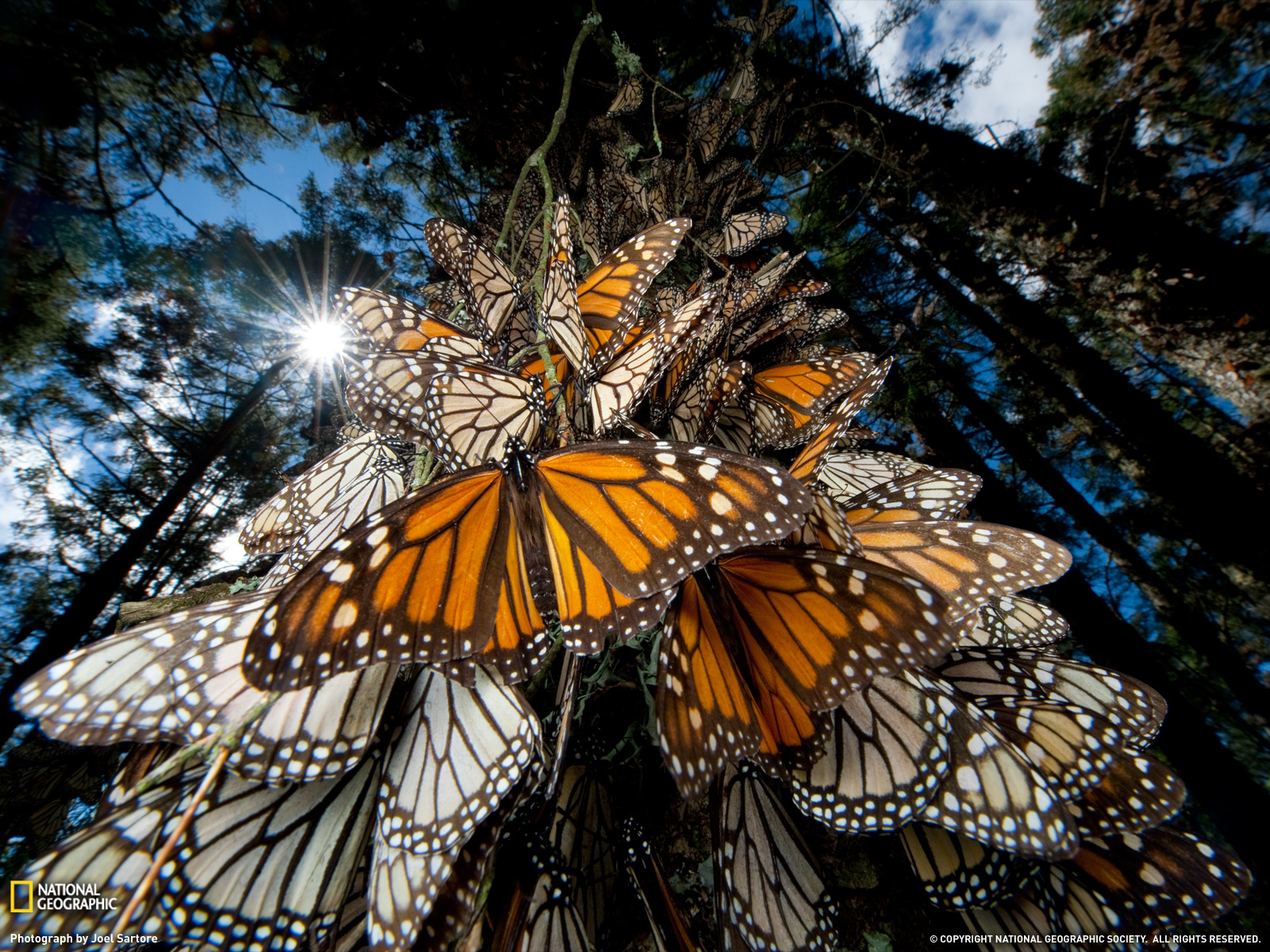 Monarch Butterfly Wallpaper Amazing