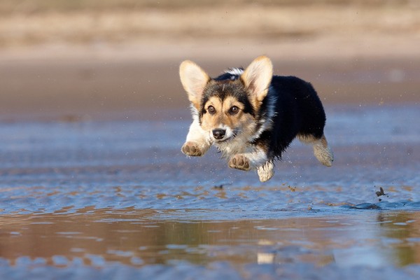 Free download Funny Welsh Corgi Pictures Cute welsh corgi [600x400] for ...