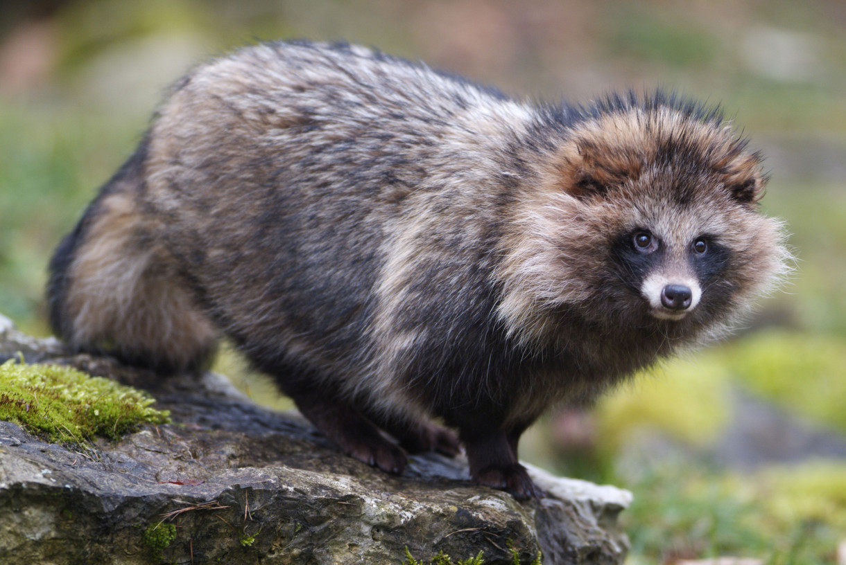 Animal Fur Wallpaper On