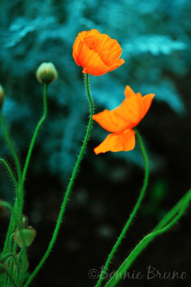 orange flower teal background flowers Pinterest