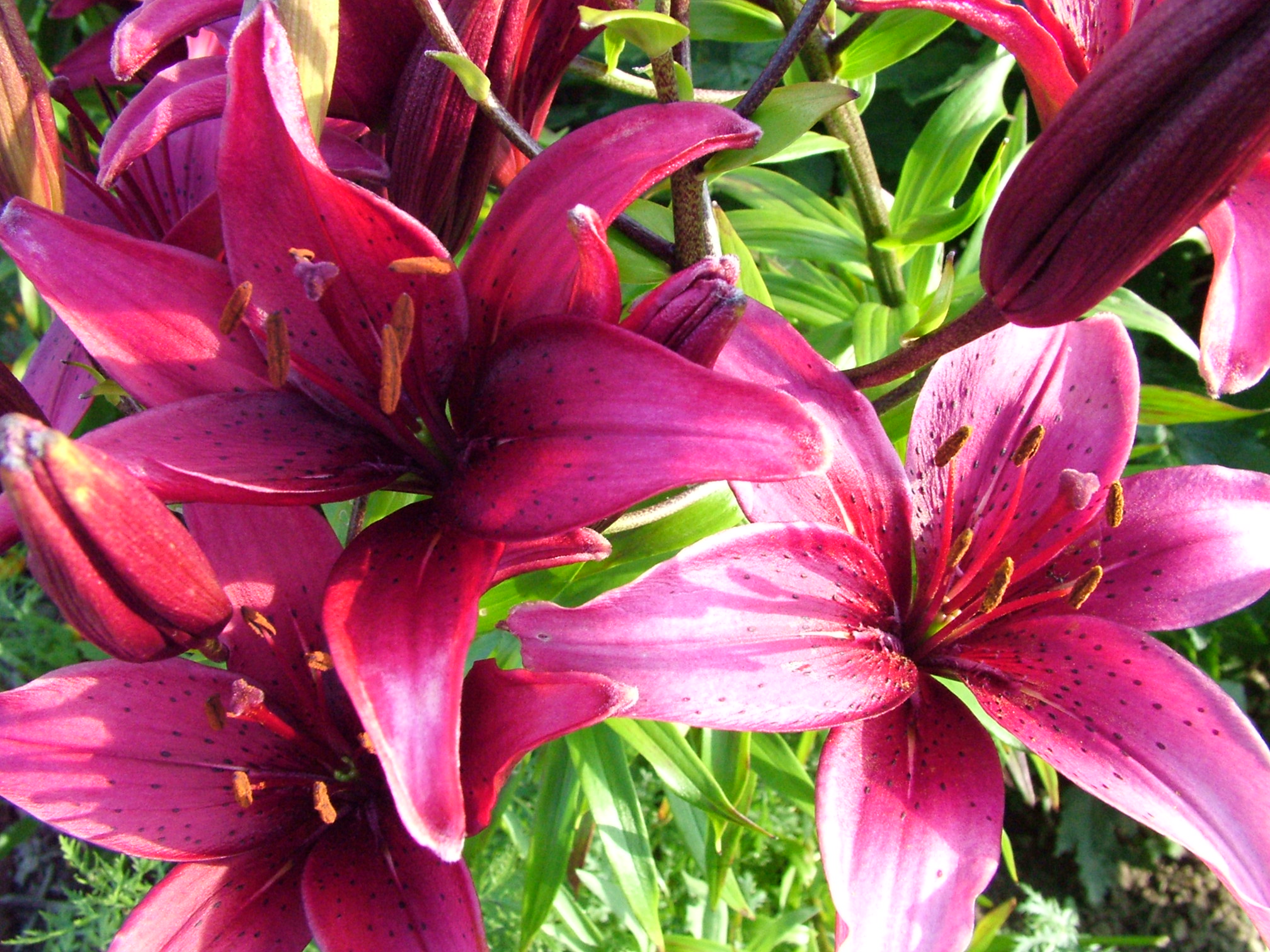 Image To Full Resolution Purple Lily Photo Of Charge